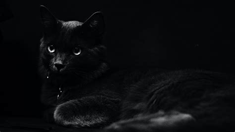 black cat wallpaper hd|live black cat wallpaper 4k.